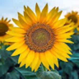 Meet your Posher, Lanya